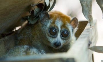 Cu Chi Wildlife Rescue Station Excursion